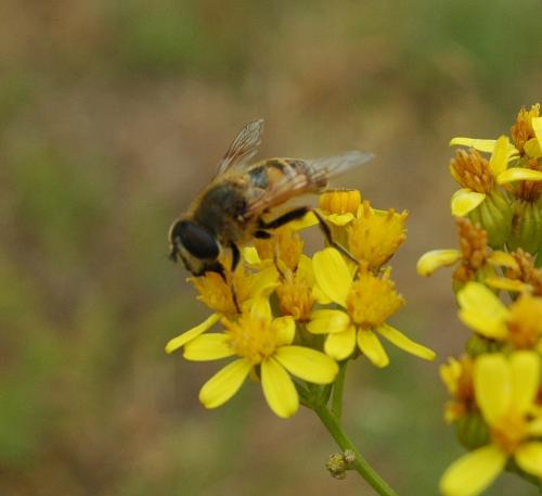 Eristalis sp.